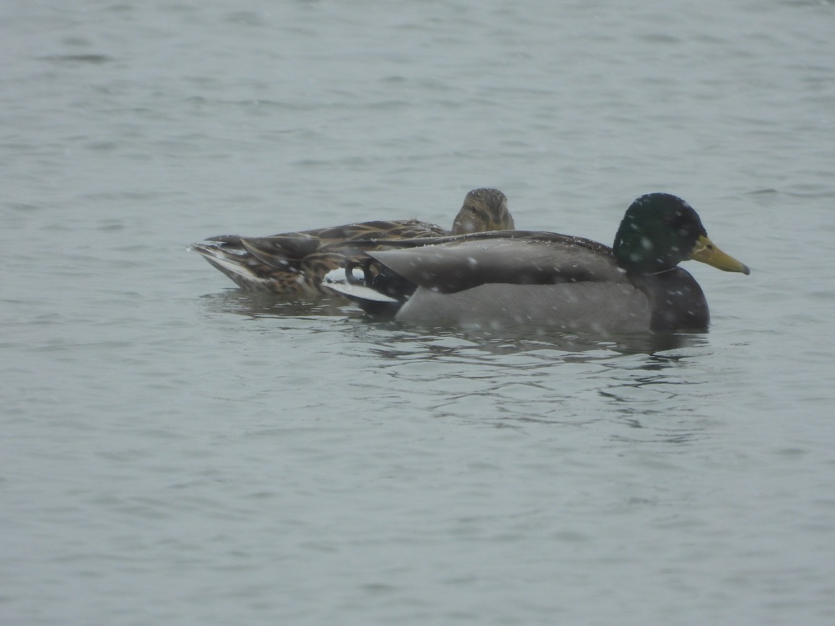 Mallard - ML316347791