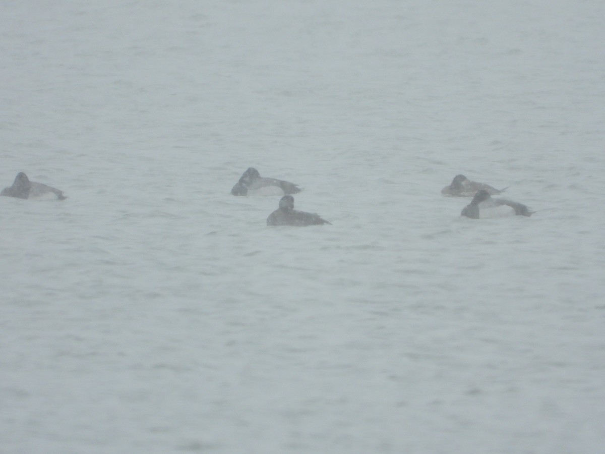 Greater/Lesser Scaup - ML316349291