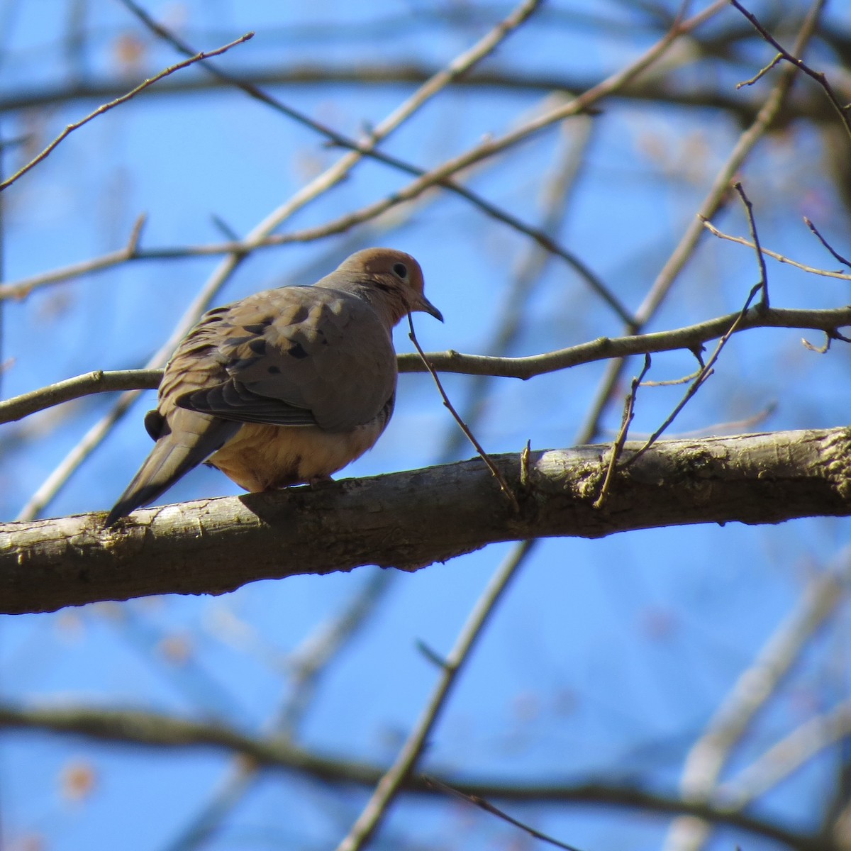 Mourning Dove - Tom Eck