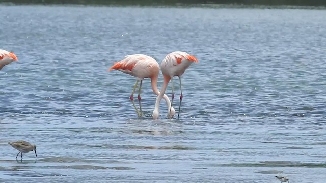 Şili Flamingosu - ML316353861