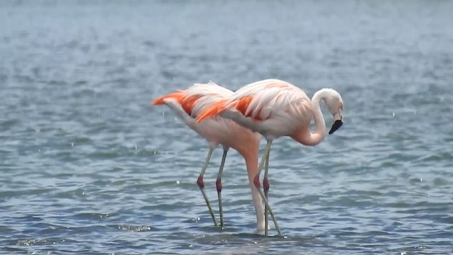 Chilean Flamingo - ML316354271