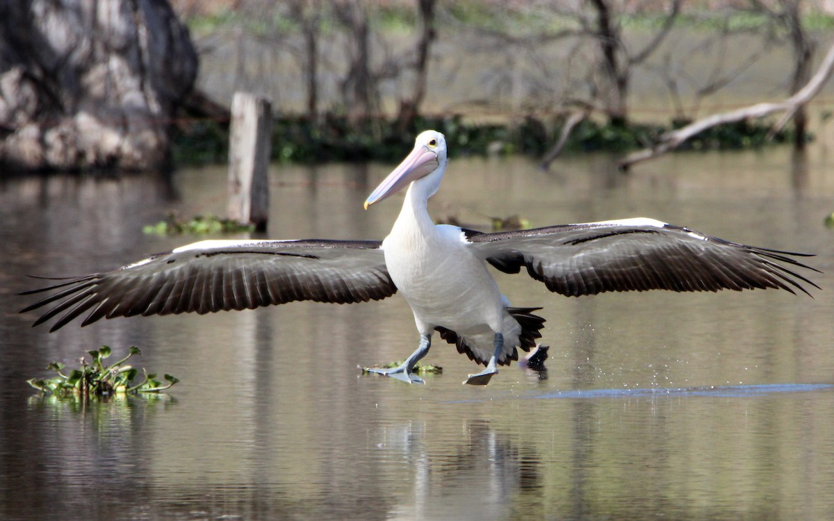 Australian Pelican - Sandra Gallienne