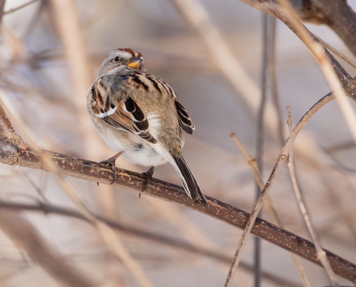 American Tree Sparrow - Richard  Davis