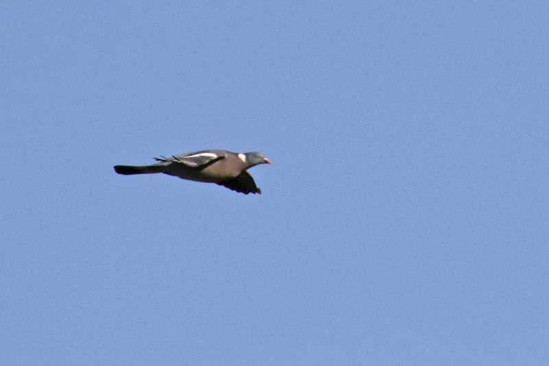 Common Wood-Pigeon - ML316364101