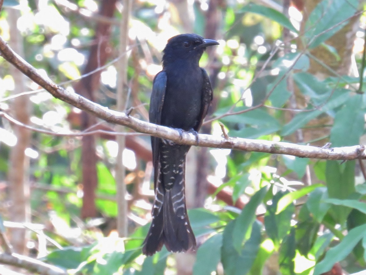 Square-tailed Drongo-Cuckoo - ML316365621