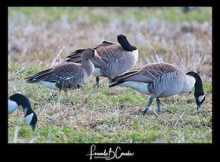 Greater White-fronted Goose, ML316369041