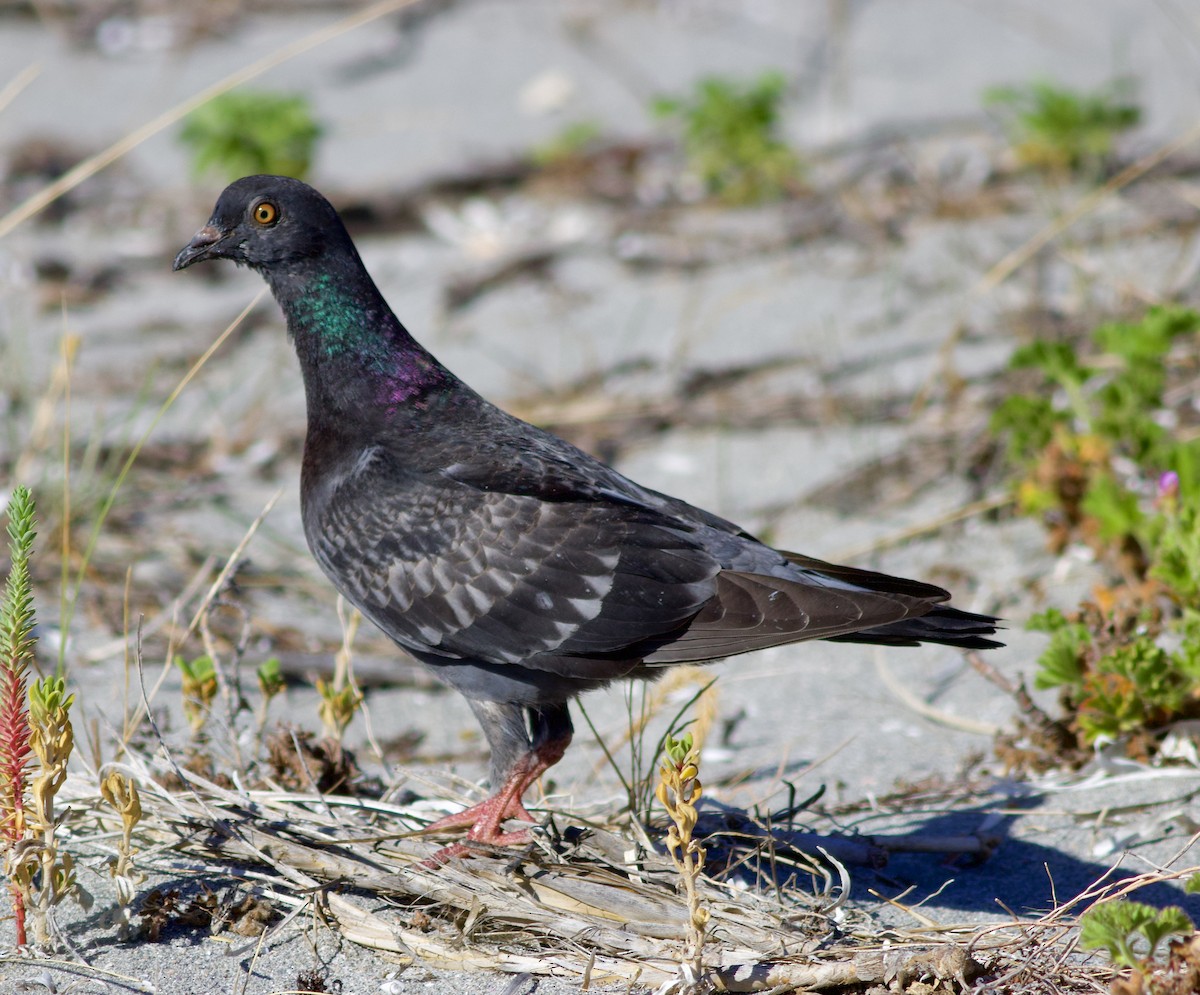 Rock Pigeon (Feral Pigeon) - Joseph Russell