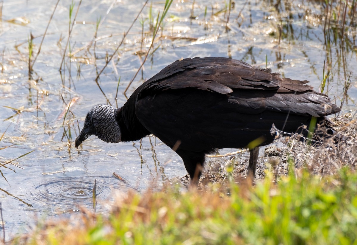 Black Vulture - ML316371531