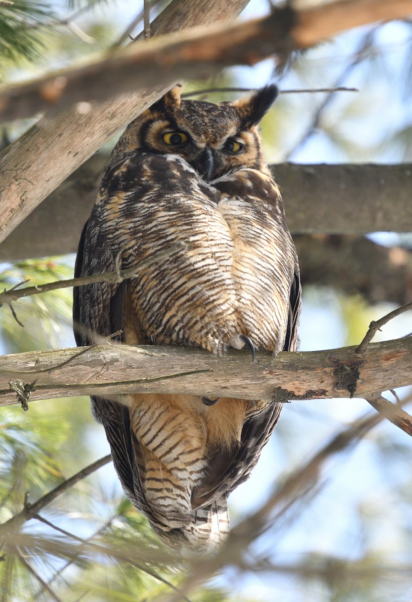 Great Horned Owl - Louis Lemay