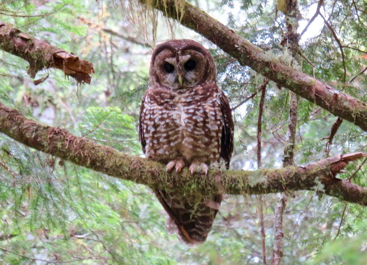 Spotted Owl - ML31637851