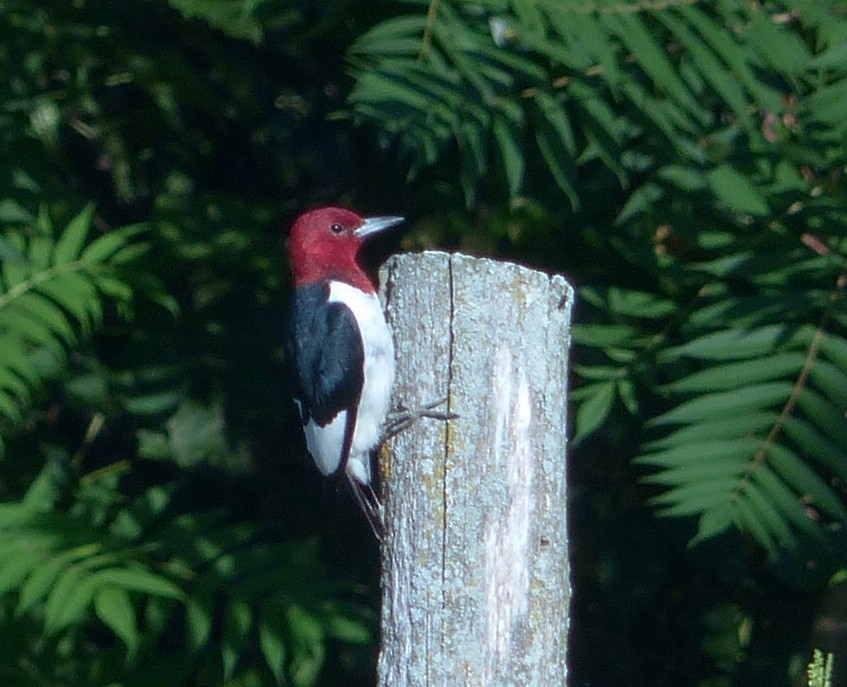 Red-headed Woodpecker - Alain Sylvain