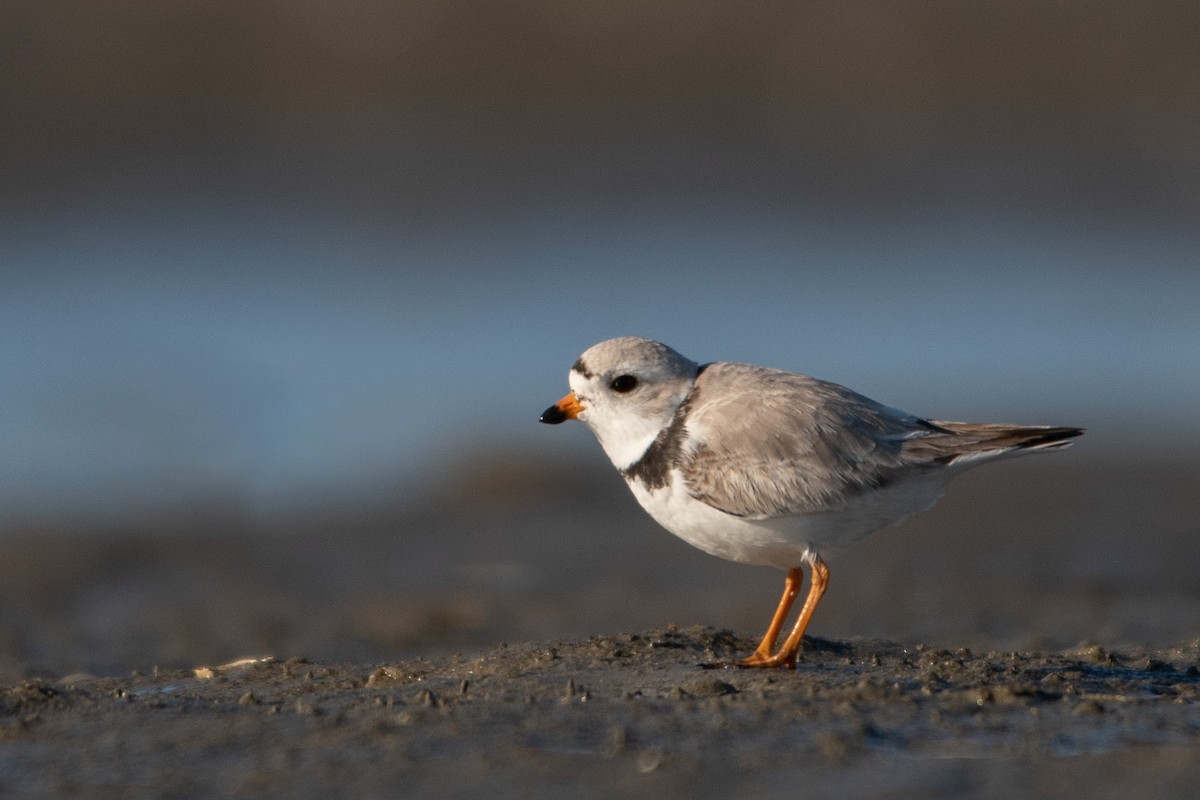 Piping Plover - ML316385241