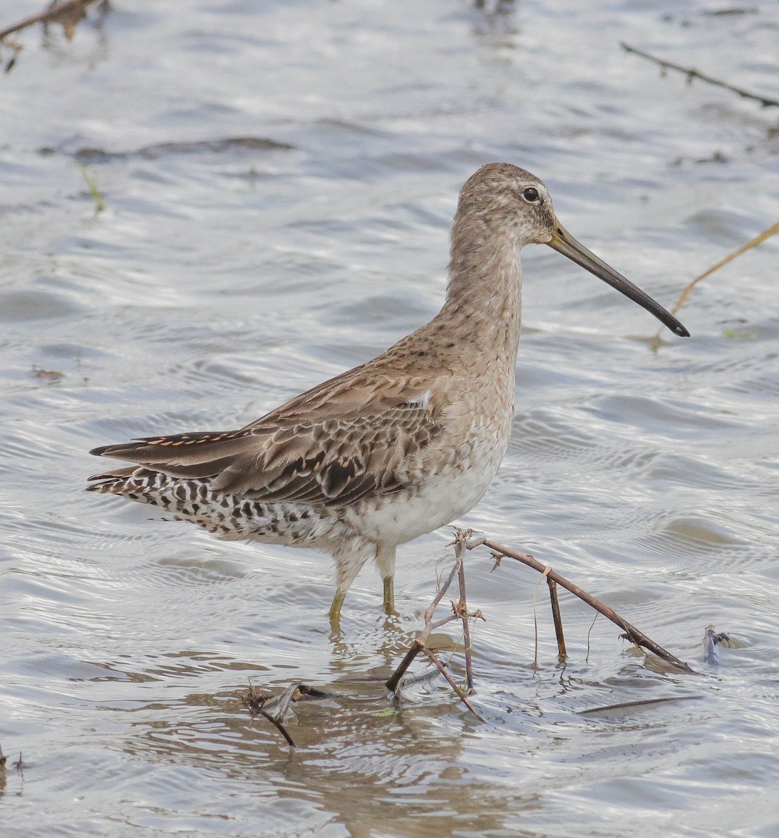 Long-billed Dowitcher - Colette Micallef