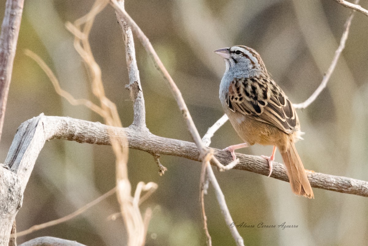 Cinnamon-tailed Sparrow - ML316386921