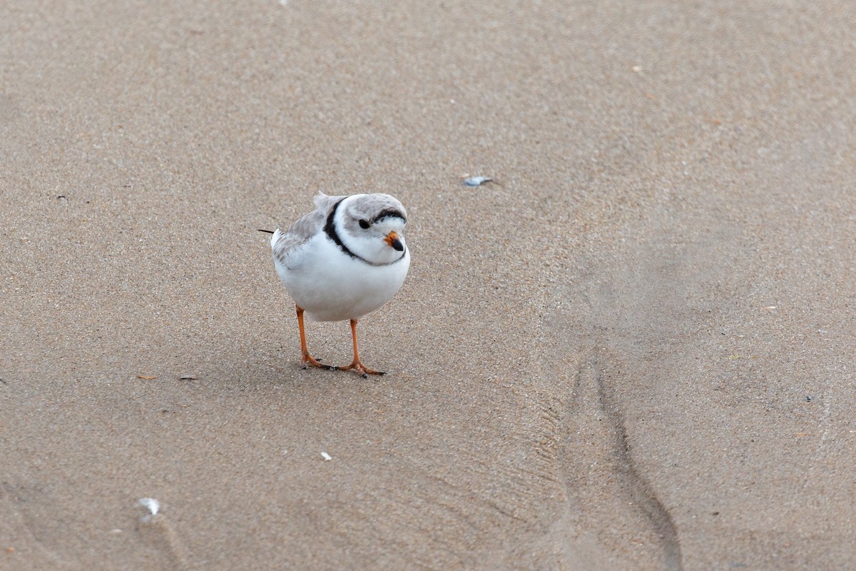 Piping Plover - ML316387421