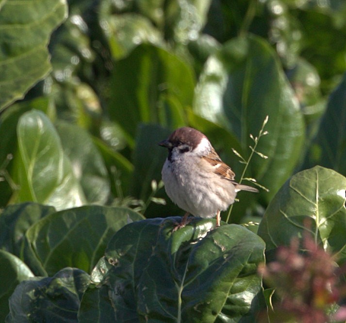 Eurasian Tree Sparrow - ML316398041