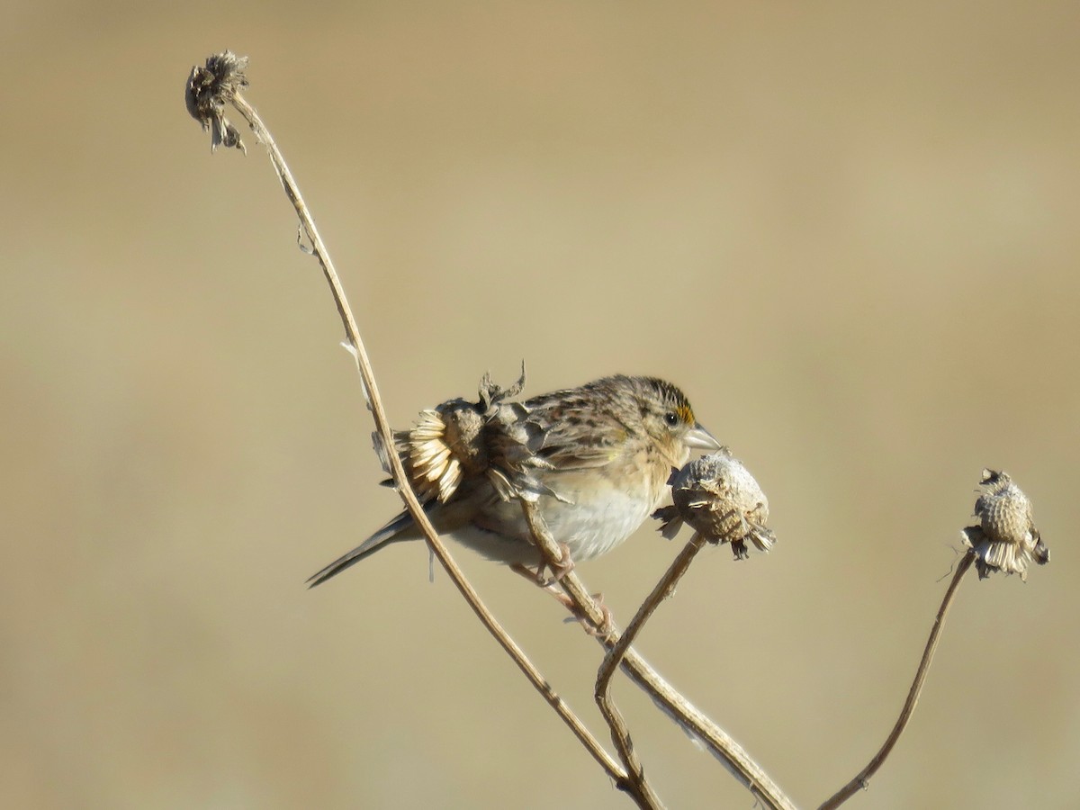 Grasshopper Sparrow - Lynne Parks