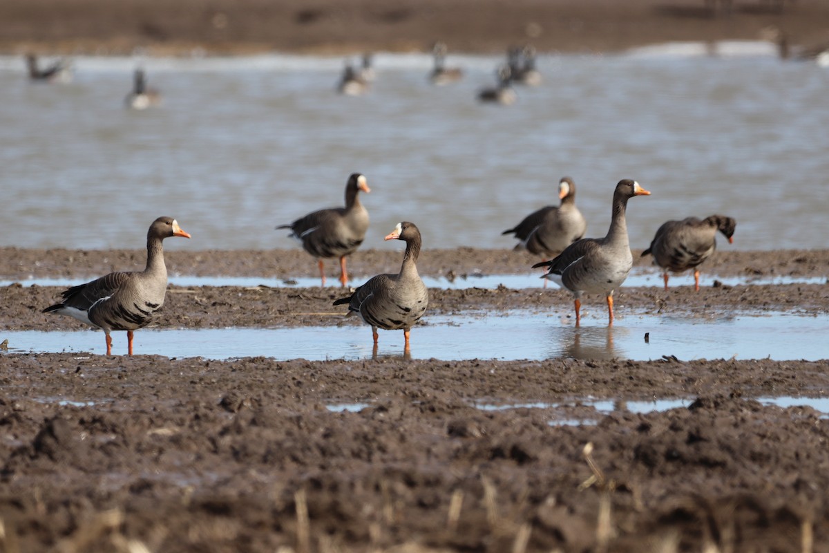 Greater White-fronted Goose - ML316399591