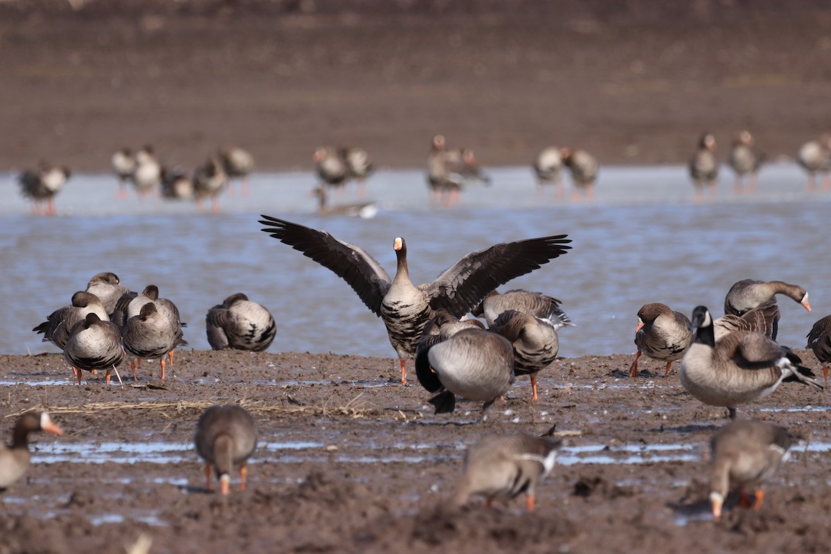 Greater White-fronted Goose - ML316400191