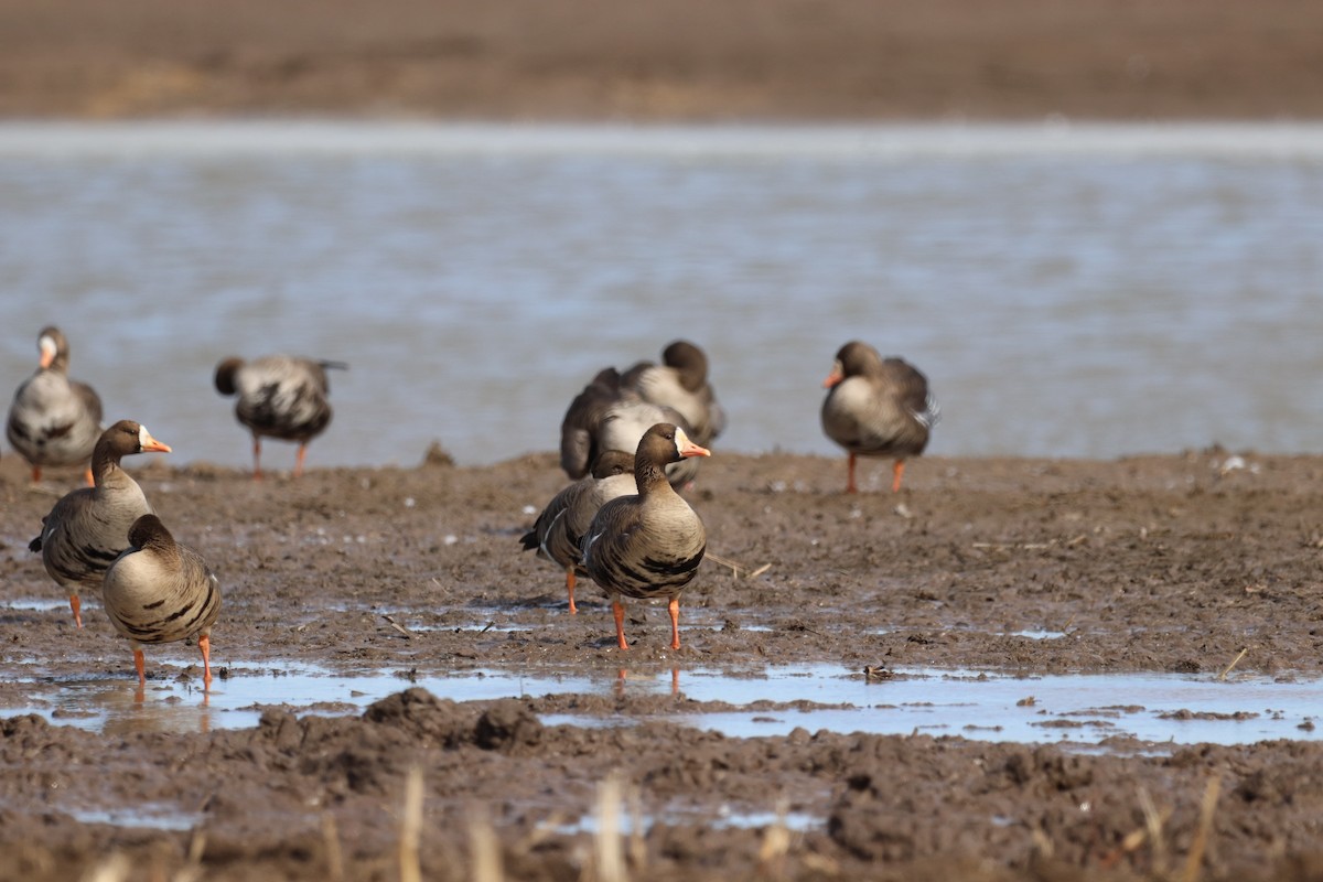 Greater White-fronted Goose - ML316400451