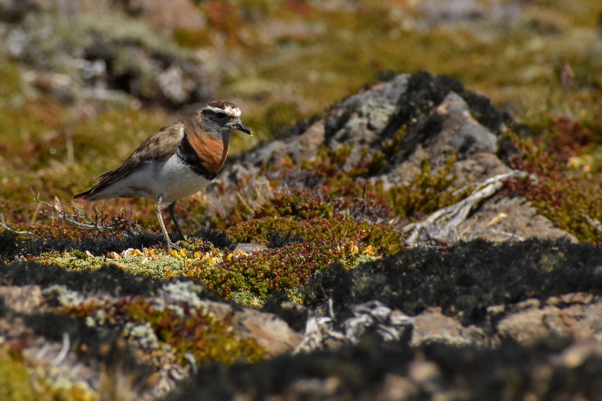 Rufous-chested Dotterel - ML316408371