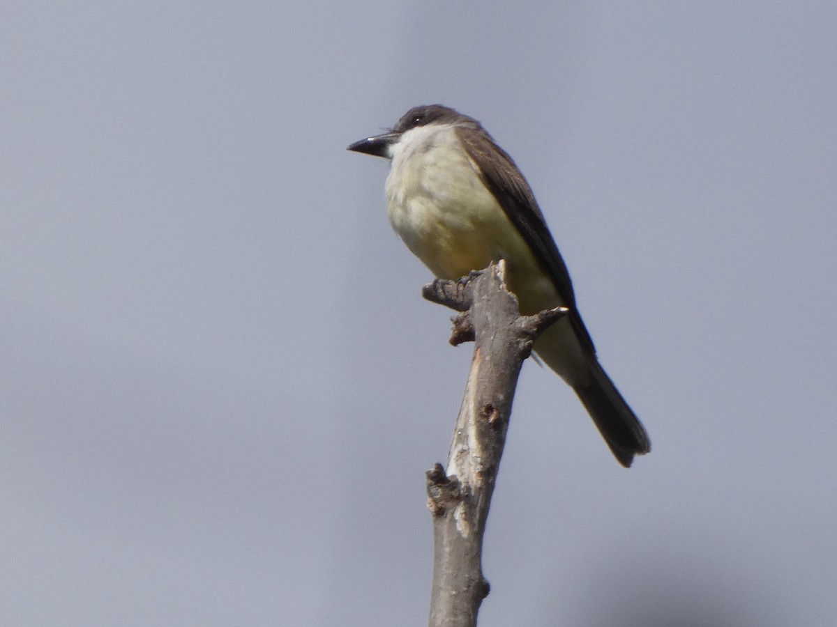 Thick-billed Kingbird - BAL Land
