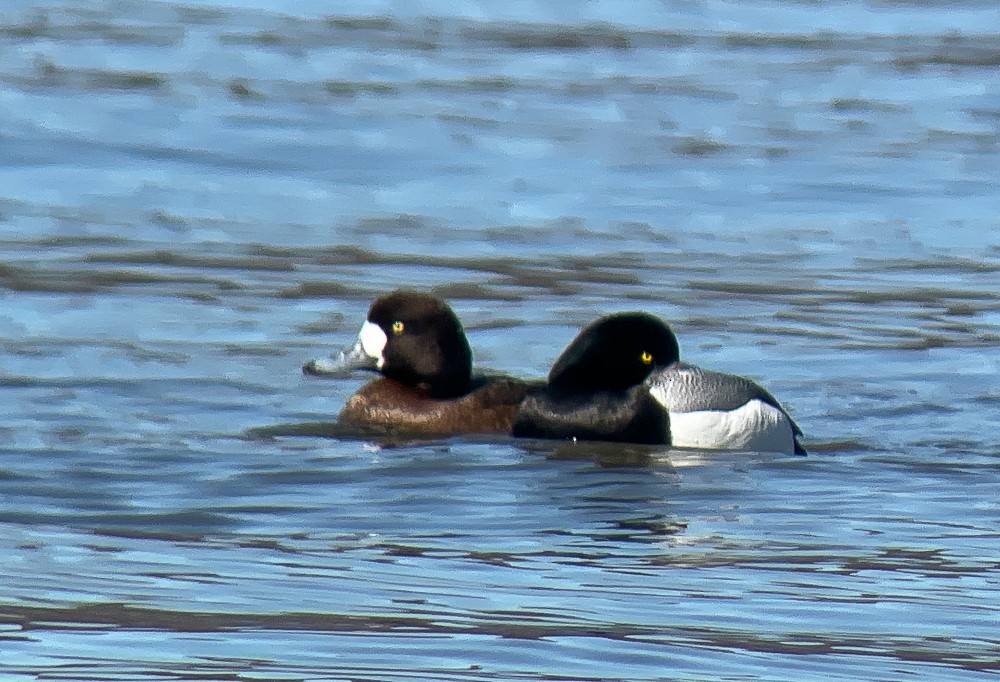 Greater Scaup - ML316410541