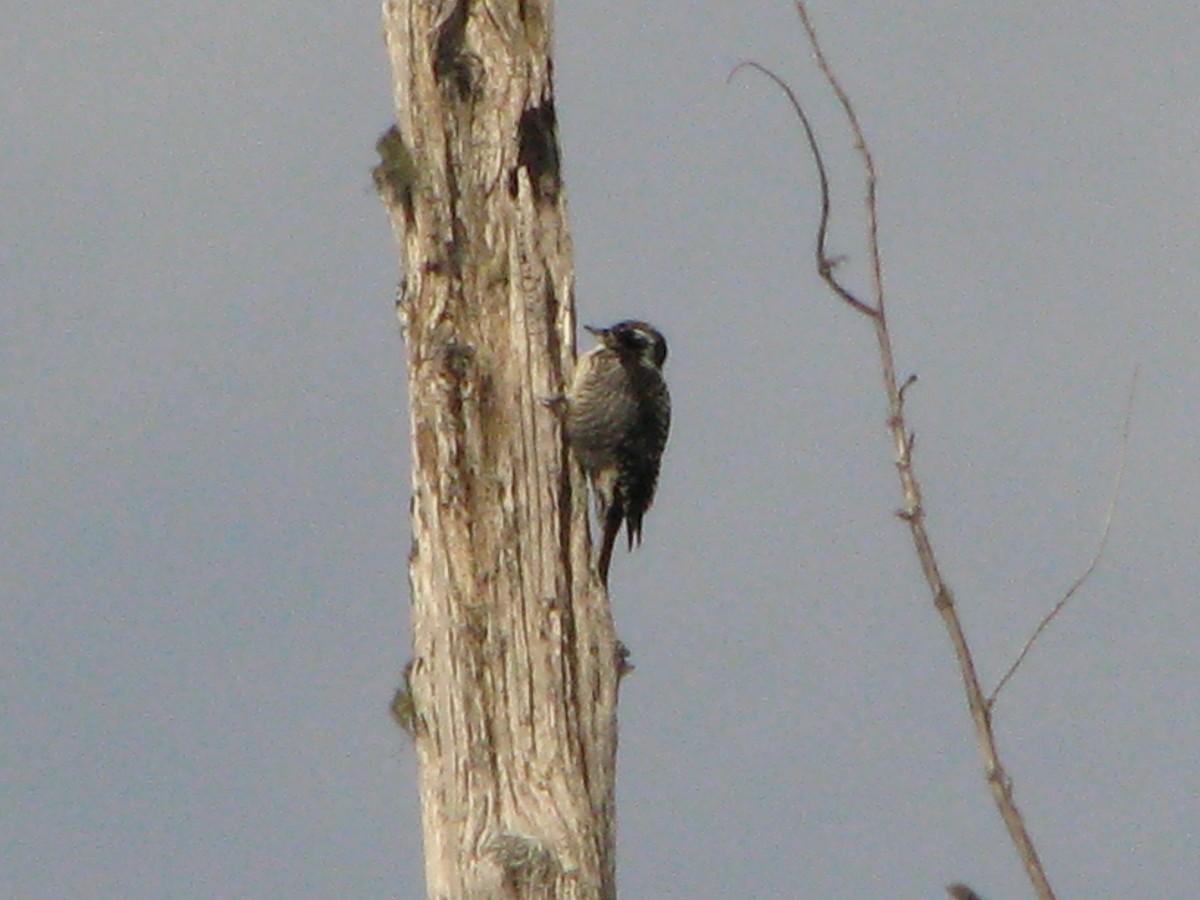 American Three-toed Woodpecker - Sandy  McRuer