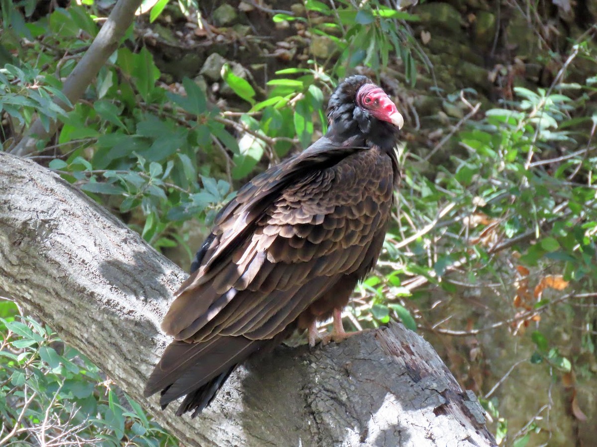 Turkey Vulture - ML316421091