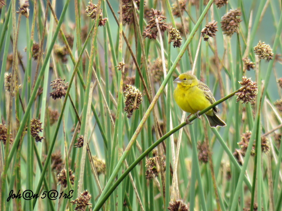 Grassland Yellow-Finch - Bucaneros de la Conservación SBC
