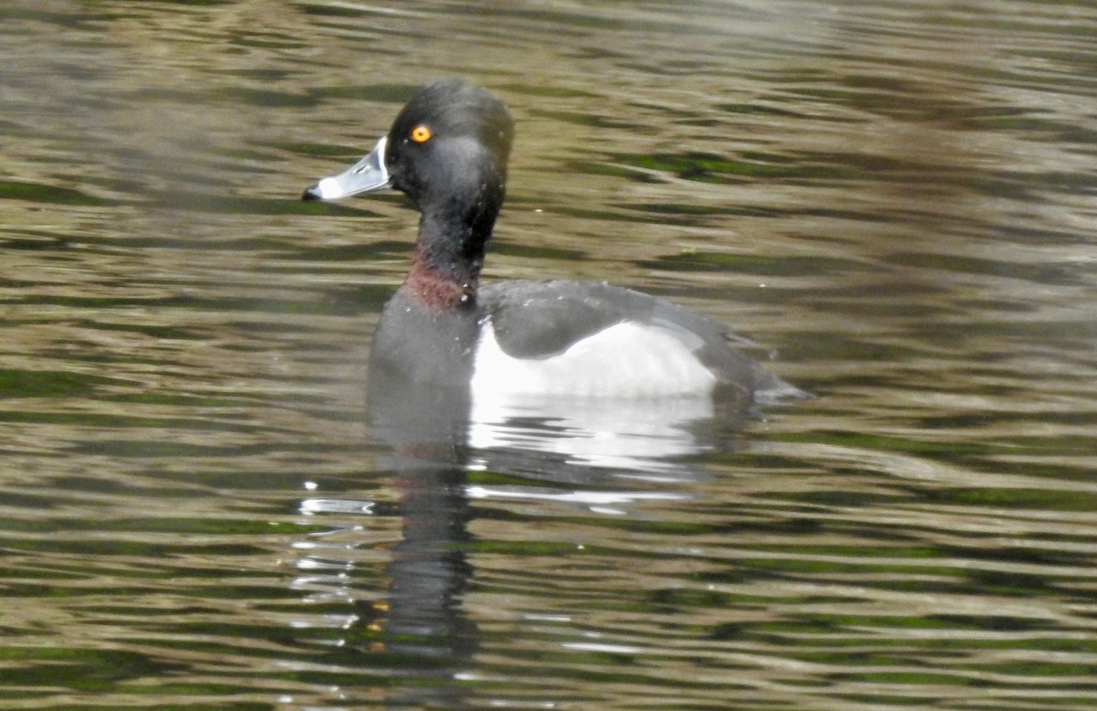 Ring-necked Duck - ML316425781