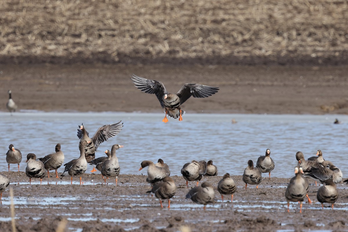 Greater White-fronted Goose - ML316426661
