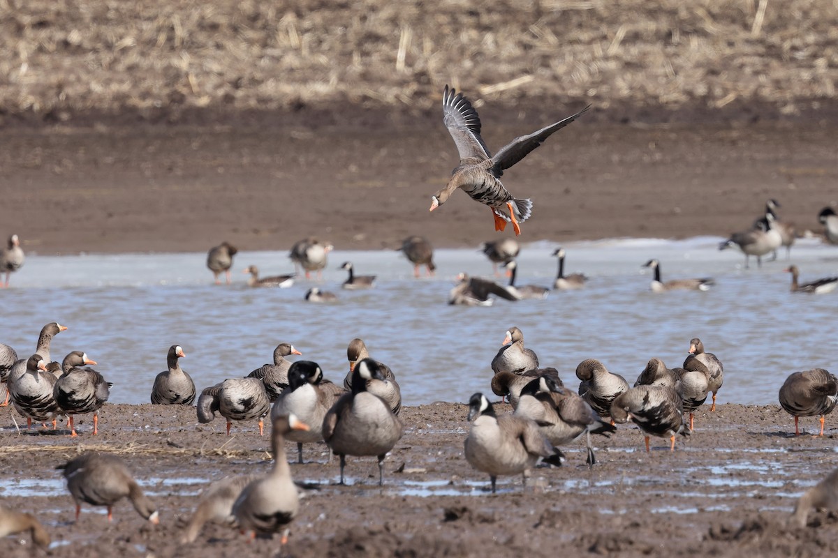 Greater White-fronted Goose - Michael Yablick
