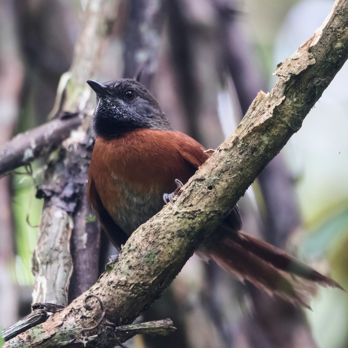 Rufous-breasted Spinetail - ML316433631