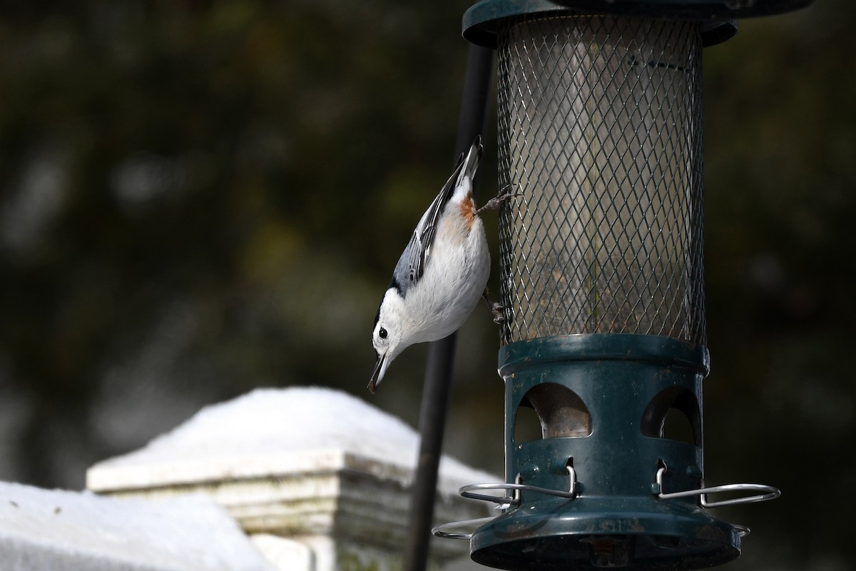 White-breasted Nuthatch - ML316442961