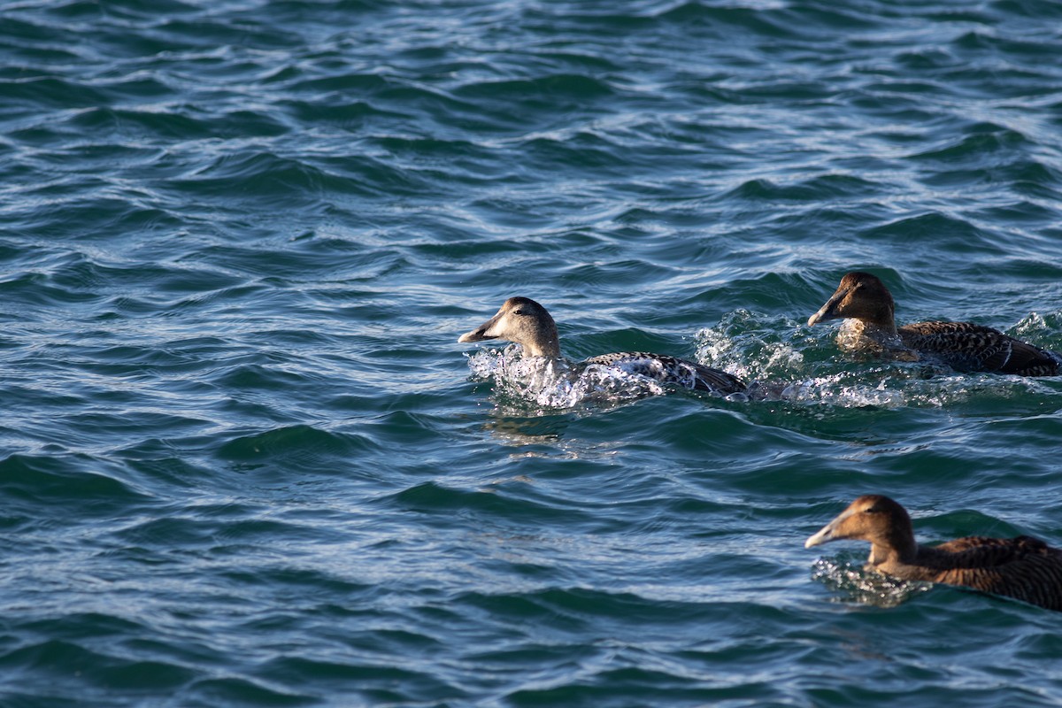 eBird Checklist 13 Mar 2021 Cape Cod CanalRR Bridge 10 species