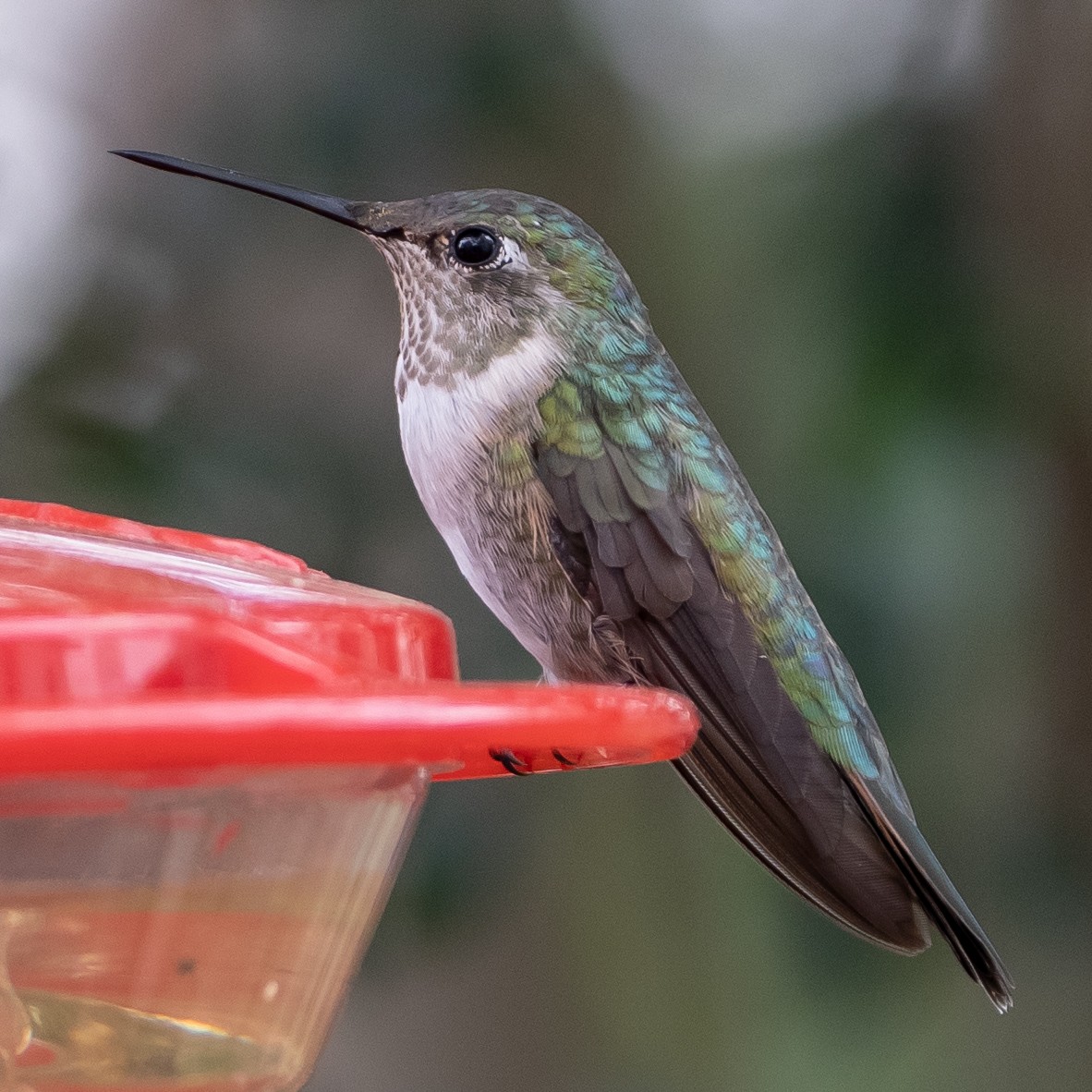 Broad-tailed Hummingbird - Pawel Michalak
