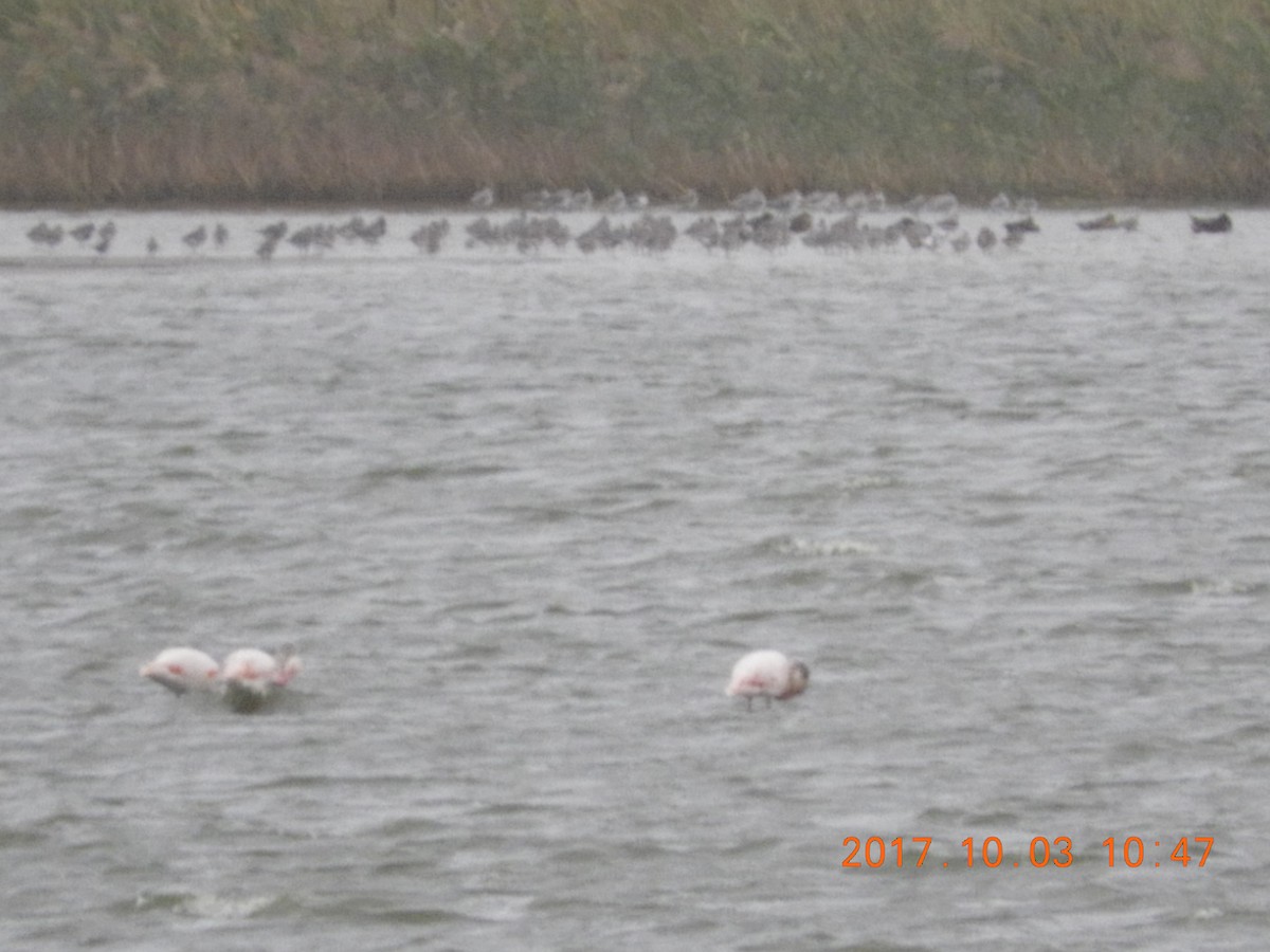 Greater Flamingo - Bear Jia