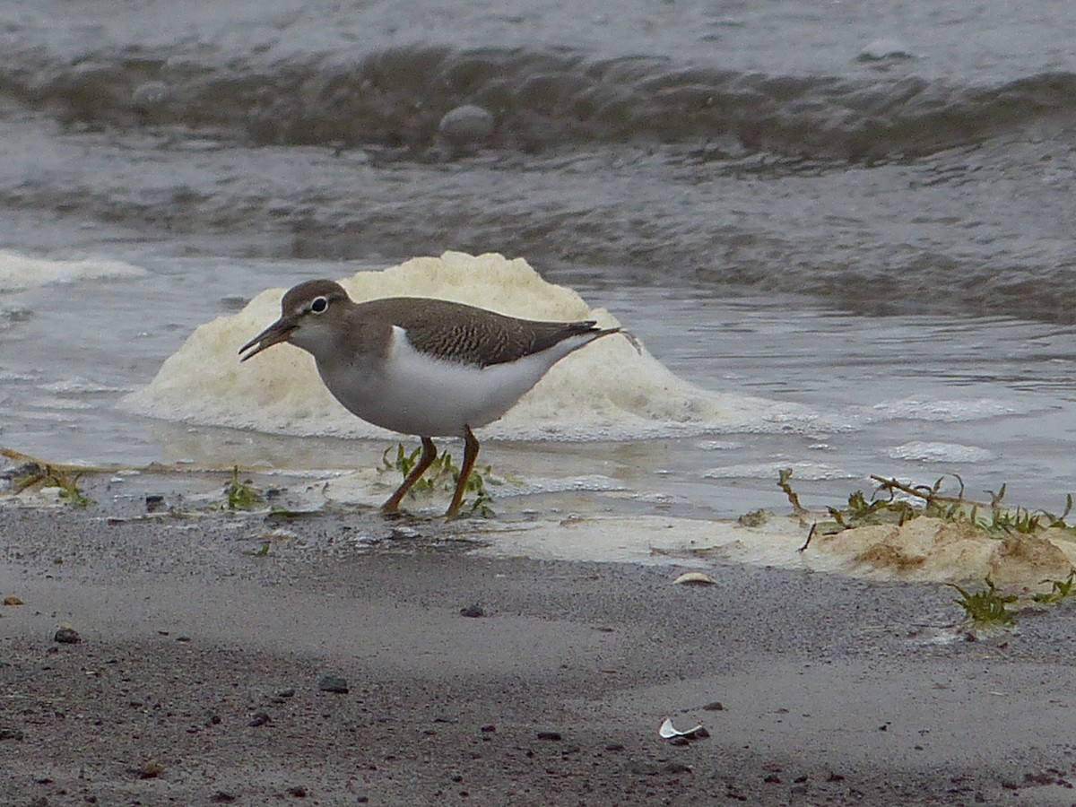 Spotted Sandpiper - Andy Frank