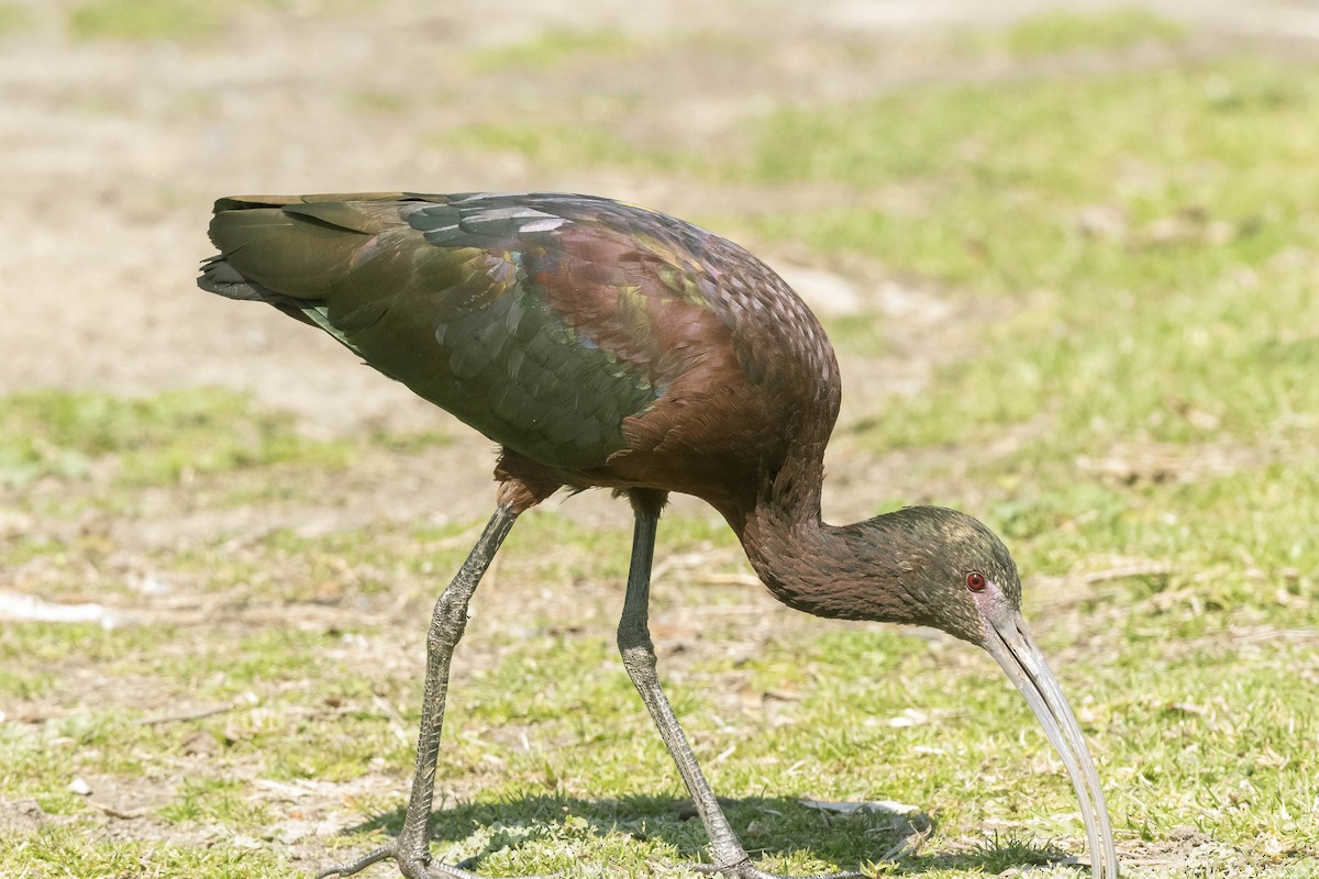 ibis americký - ML316452381