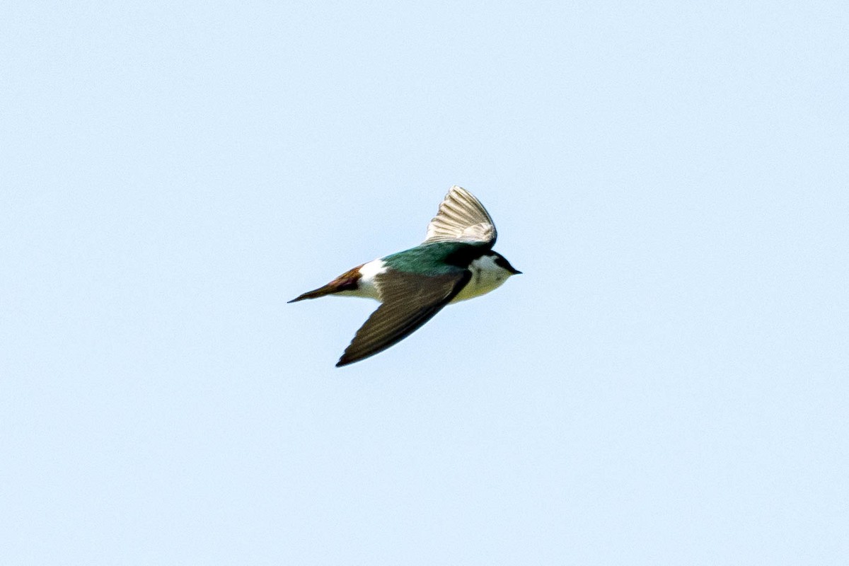 Violet-green Swallow - James McNamara