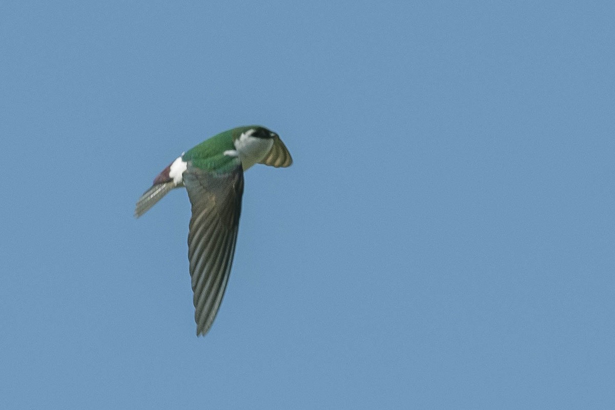 Violet-green Swallow - ML316453511