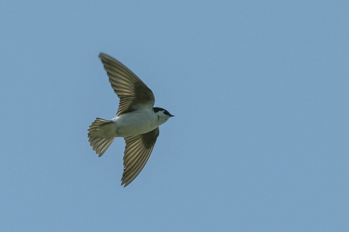 Violet-green Swallow - ML316453521