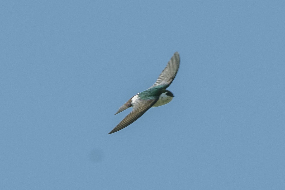 Violet-green Swallow - ML316453531