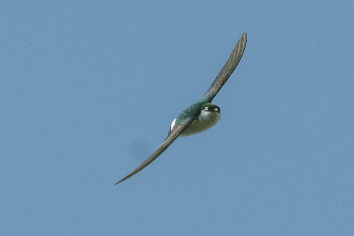Violet-green Swallow - ML316453541