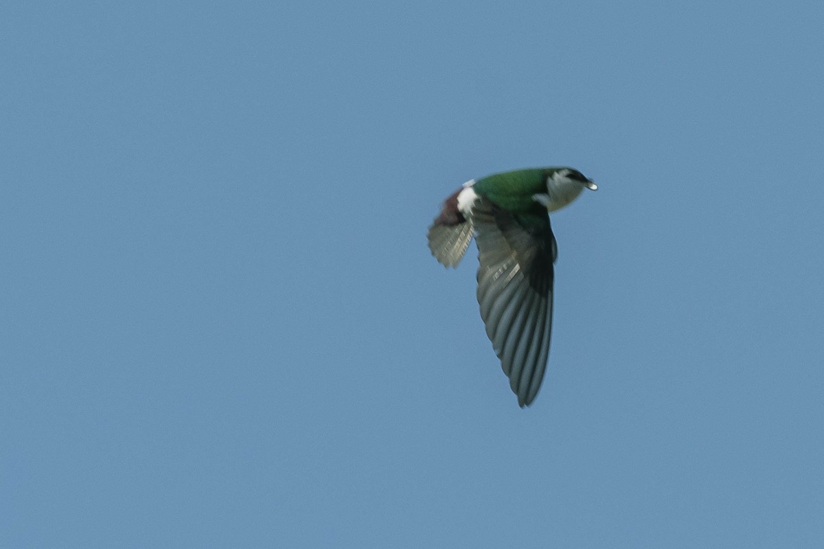 Violet-green Swallow - ML316453551