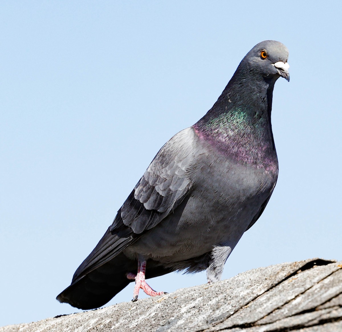 Rock Pigeon (Feral Pigeon) - Robert Bochenek