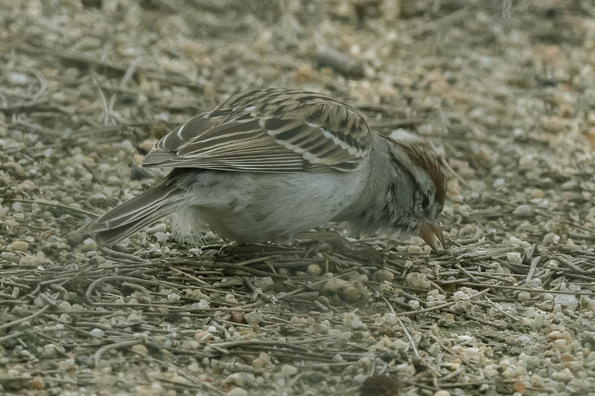 Chipping Sparrow - ML316455161