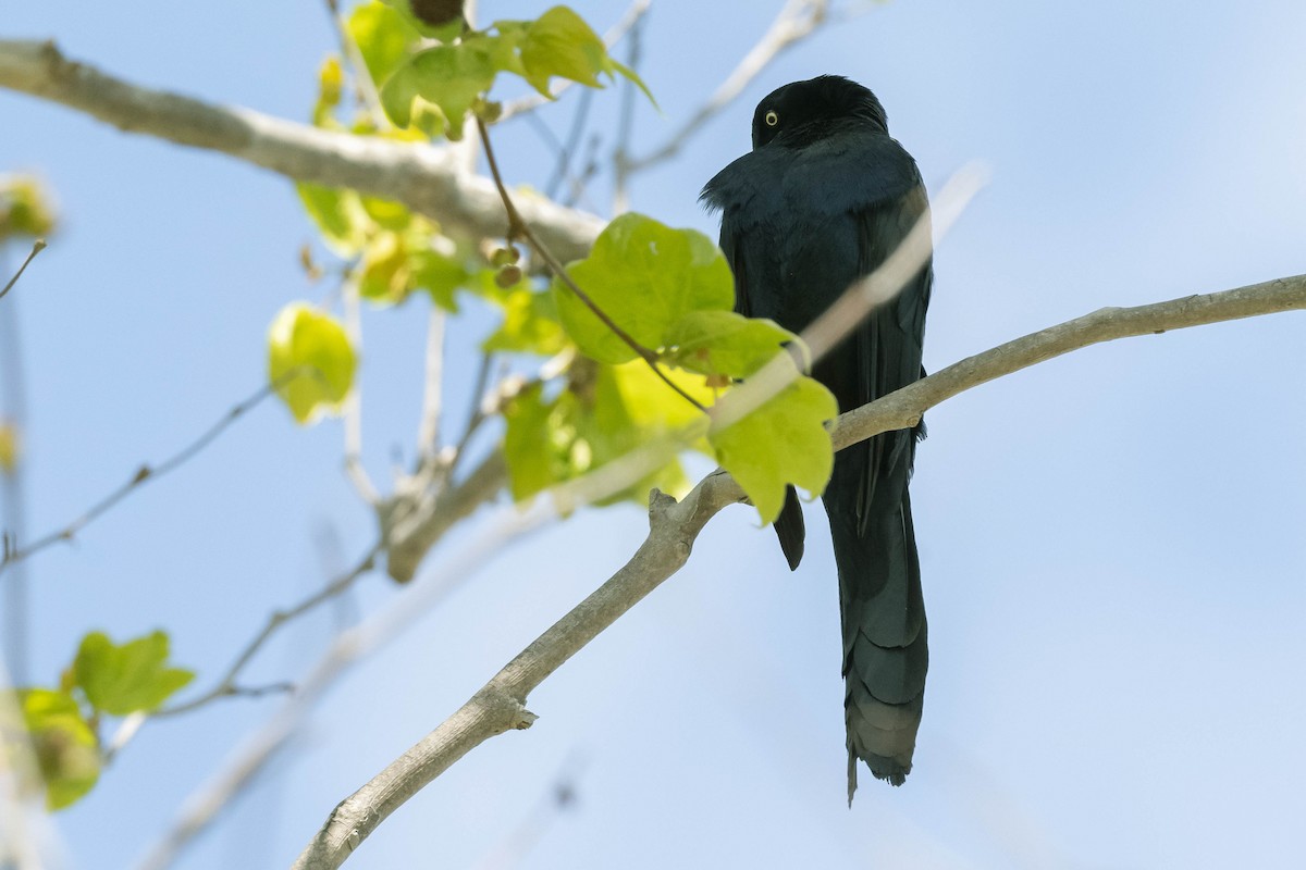 Great-tailed Grackle - ML316455291