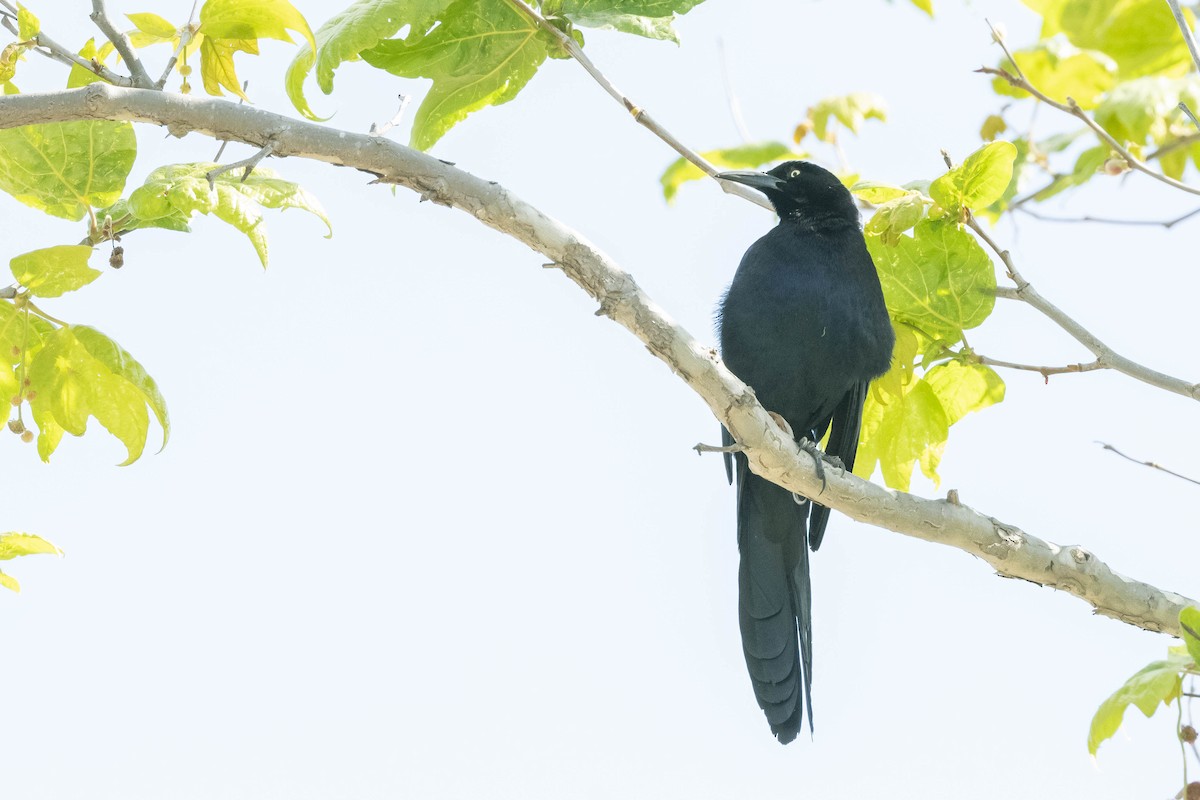 Great-tailed Grackle - ML316455311